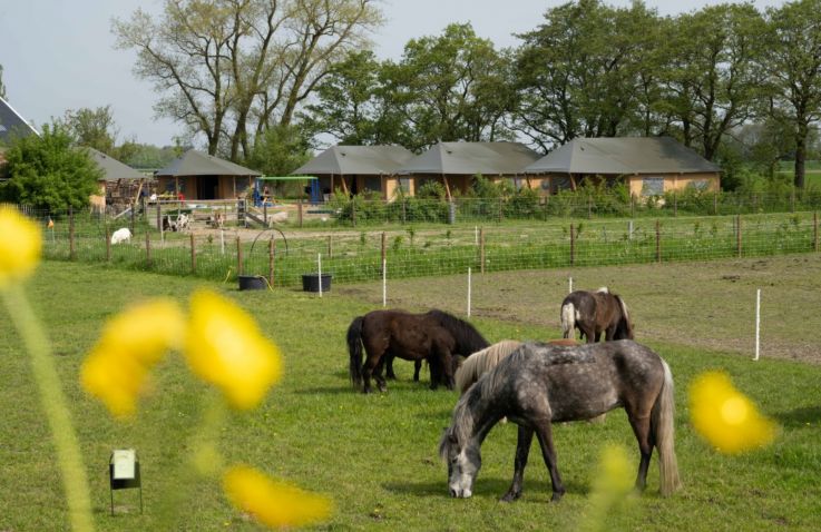 FarmCamps de Bonte Fries - Safaritenten in Friesland