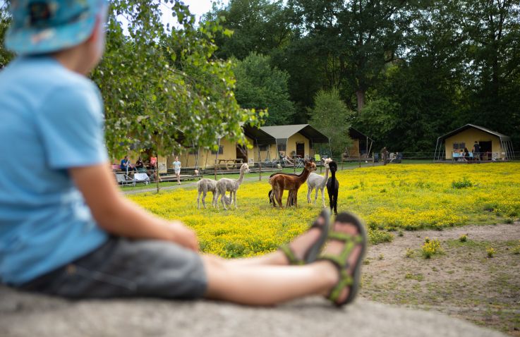 FarmCamps De Bosrand - Safaritenten Drenthe