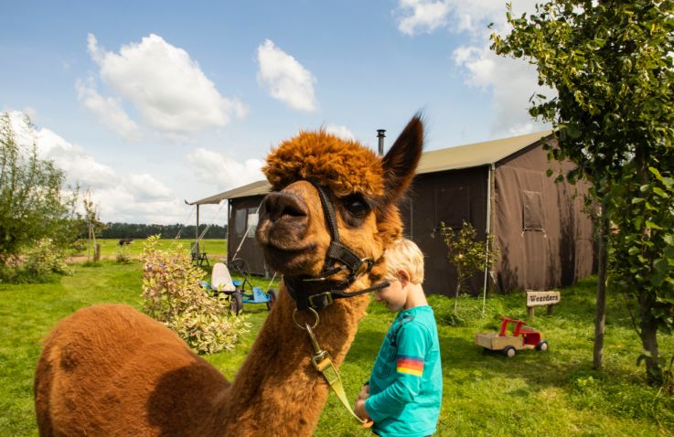 BoerenBed Hoeve de Betuwe – Tenthuisjes Gelderland